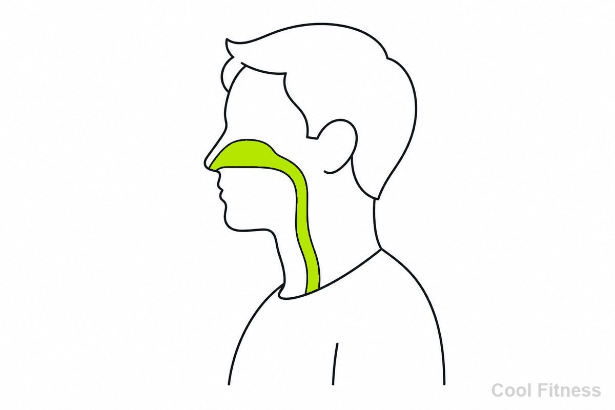 鼻から息を吸う人物の横顔の線画イラスト。鼻と気道をボルト色で強調