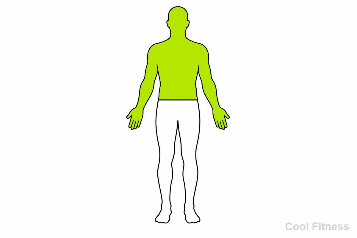 人体を上半身・下半身に分けた線画イラスト。上半身をボルト色で強調し分割法を示す