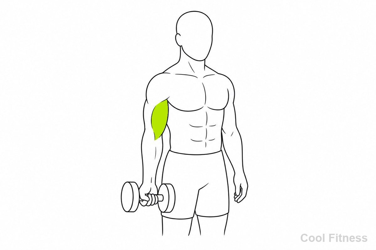 ダンベルを持った腕を深く下ろして筋肉が伸びた位置を示す線画イラスト。伸びた上腕の筋肉をボルト色で強調